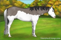 Horse Color:Grullo Splash 