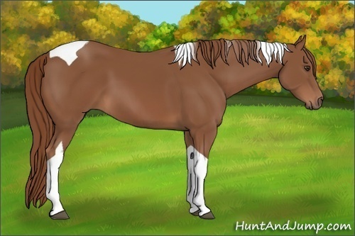 Horse Color: Chestnut Tobiano 