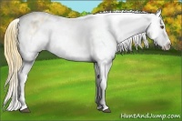 Horse Color:Buckskin Roan Dun Varnish 