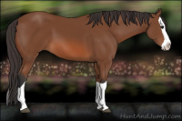 Horse Color:Bay Splash 