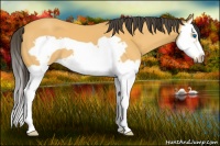Horse Color:Buckskin Splash Frame 