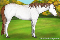 Horse Color:White Spotted Chestnut 