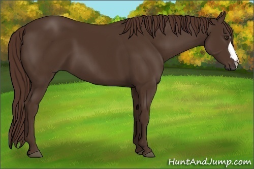 Horse Color:Liver Chestnut 