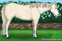 Horse Color:Perlino Splash