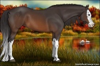 Horse Color:Buckskin Splash 