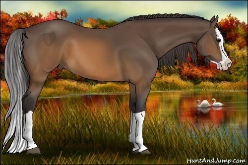 Horse Color: Buckskin Splash 