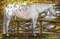 Horse Color:Brown Appaloosa 