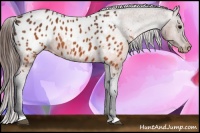Horse Color:Brown Appaloosa 