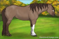 Horse Color:Liver Red Dun 