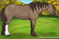 Horse Color:Liver Red Dun 