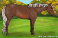 Horse Color:Silver Bay 
