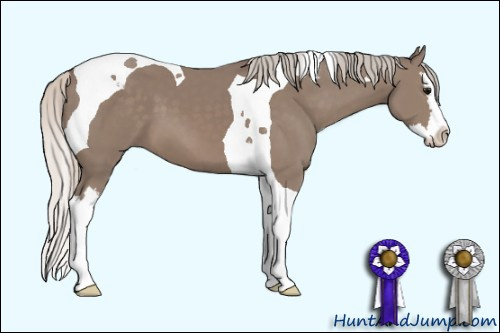 Horse Color: Unknown 