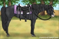 Horse Color:Black Splash