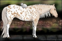 Horse Color:Palomino Tobiano Blanket 