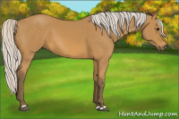 Horse Color:Silver Buckskin 