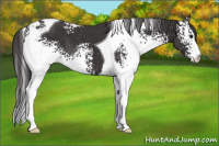 Horse Color:White Spotted Smoky Black Tobiano