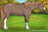 Horse Color:Liver Red Dun 