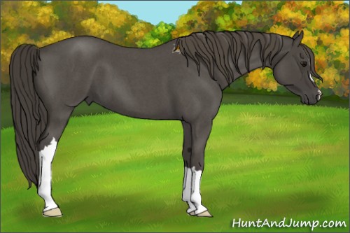 Horse Color: Unknown 