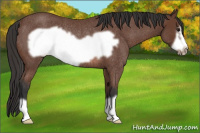 Horse Color:Bay Roan Frame Rabicano 