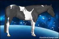 Horse Color:Blue Roan Tobiano