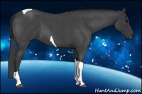 Horse Color:Blue Roan Tobiano