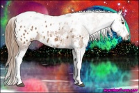 Horse Color:Chestnut Sabino Appaloosa