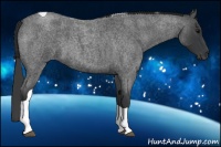 Horse Color:Blue Roan Tobiano