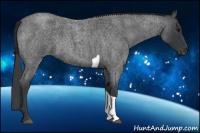 Horse Color:Blue Roan Tobiano 