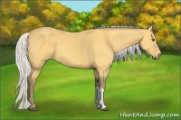 Horse Color:Silver Buckskin 