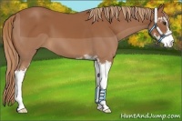 Horse Color:Chestnut Sabino
