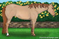 Horse Color:Red Dun Roan 