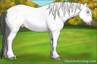 Horse Color:White Spotted Bay Dun Splash Frame 