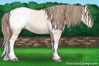 Horse Color:Bay Roan Dun Splash Appaloosa 