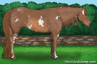 Horse Color:White Spotted Liver Chestnut 
