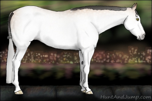 Horse Color:Gray White Spotted Amber Champagne Splash Rabicano 