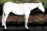 Horse Color:Gray White Spotted Amber Champagne Splash Rabicano