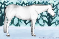 Horse Color:Gray White Spotted Black Rabicano 