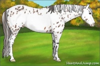 Horse Color:Bay Roan Frame Appaloosa 