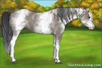 Horse Color:White Spotted Grullo Splash 