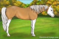 Horse Color:Silver Buckskin Splash 