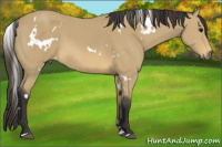 Horse Color:White Spotted Buckskin Sabino 