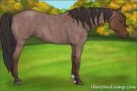 Horse Color:Bay Roan 