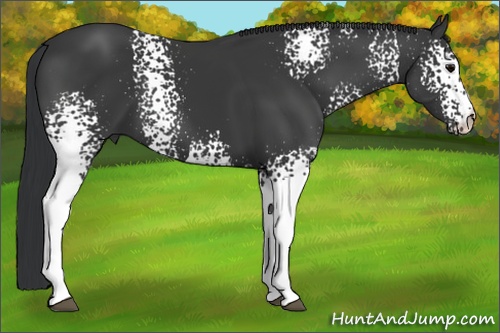 Horse Color:White Spotted Black 