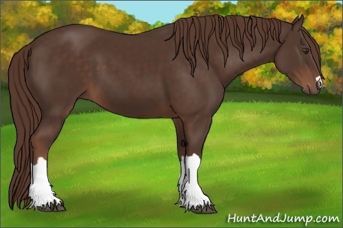 Horse Color: Liver Chestnut 