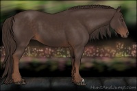 Horse Color:Liver Chestnut 