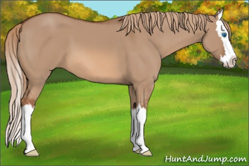 Horse Color: Liver Red Dun Sabino Splash 