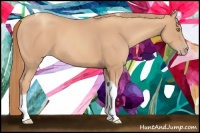 Horse Color:Gold Champagne Tobiano 