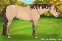 Horse Color:Amber Champagne Splash 