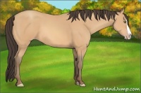 Horse Color:Amber Champagne Splash