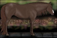 Horse Color:Liver Chestnut 